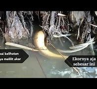 Mancing Belut Yang Besar Sekali Apa Penyebabnya